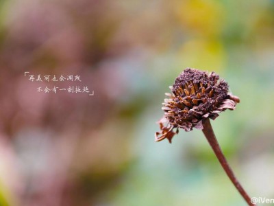 再美丽也会凋残 不会有一刻拖延